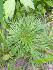Ranunculus polyanthemos