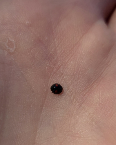 Kidney-spot Ladybird