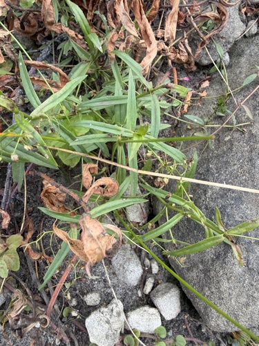 Veronica scutellata, photograph 3
