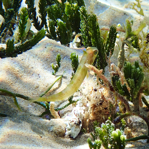 Cymolutes praetextatus observed 2026-08-22