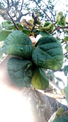 Erythrina velutina