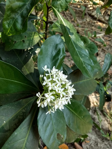 Image of Ixora finlaysoniana by (c) renjus box, some rights reserved (CC BY)