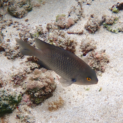 Stegastes fasciolatus observed 2026-08-23