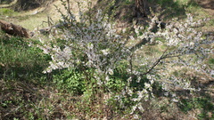 Prunus tomentosa