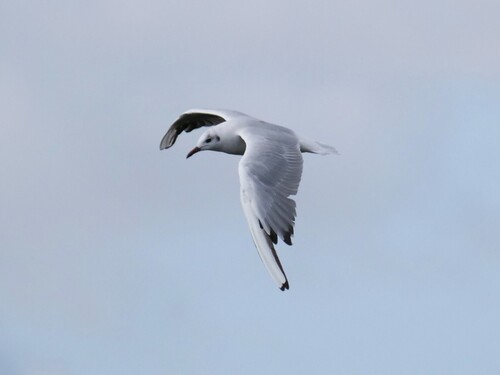 iNaturalist image