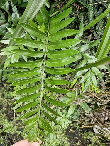 Asplenium obtusatum