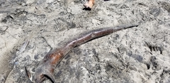 Gymnothorax mordax