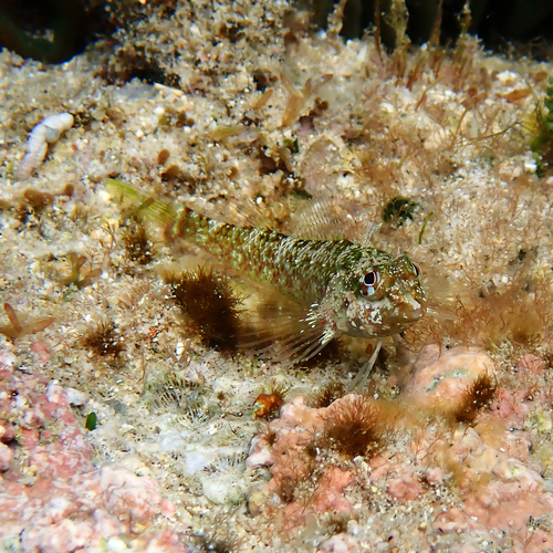 Enneapterygius rufopileus observed 2026-08-23