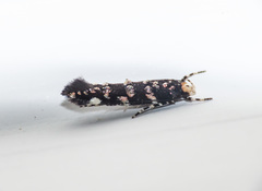 Eteobalea