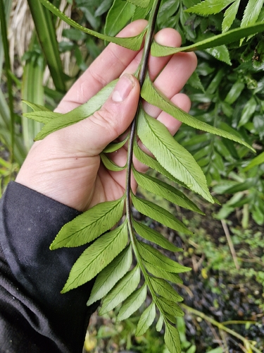 Asplenium obtusatum, photograph 2