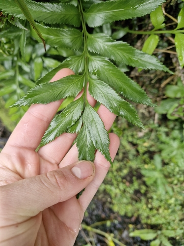 Asplenium obtusatum, photograph 3