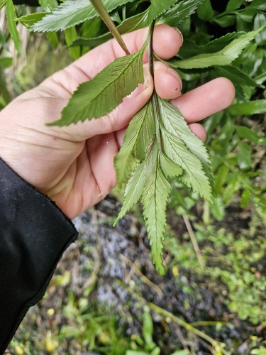 Asplenium obtusatum, photograph 4