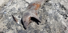 Gymnothorax mordax