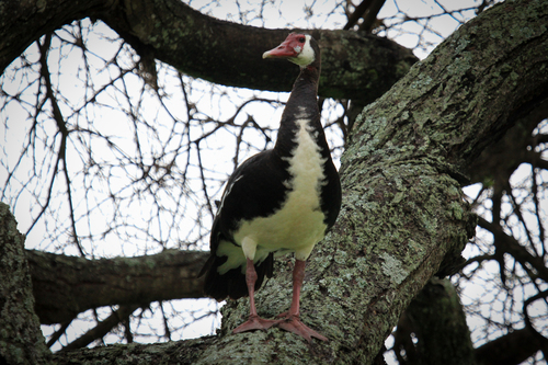 iNaturalist image