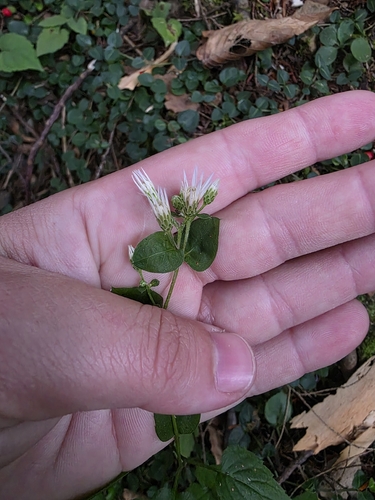 common dittany