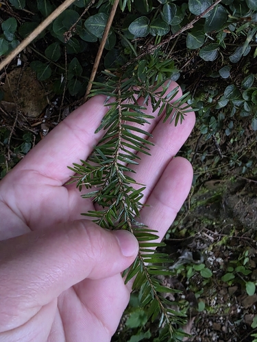 eastern hemlock