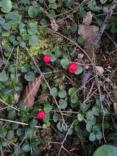 partridgeberry