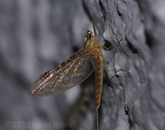 Callibaetis sellacki