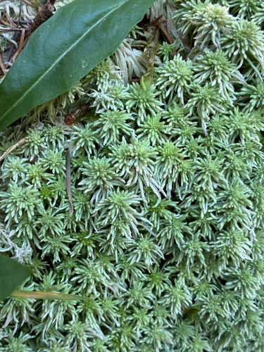 Sphagnum quinquefarium observed 2026-08-14