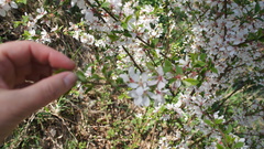Prunus tomentosa
