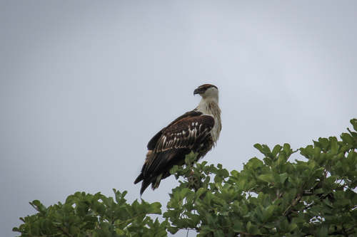 iNaturalist image