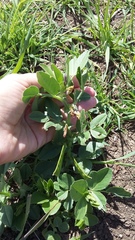 Lathyrus laxiflorus