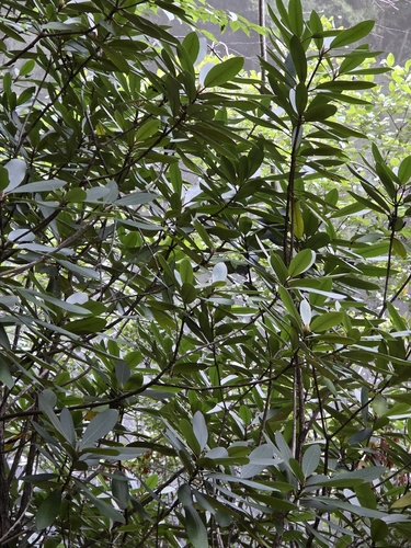 great rhododendron