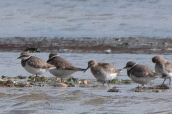 iNaturalist image