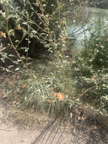 narrowleaf globemallow