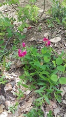 Lathyrus rotundifolius