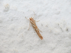 Pyroderces argyrogrammos