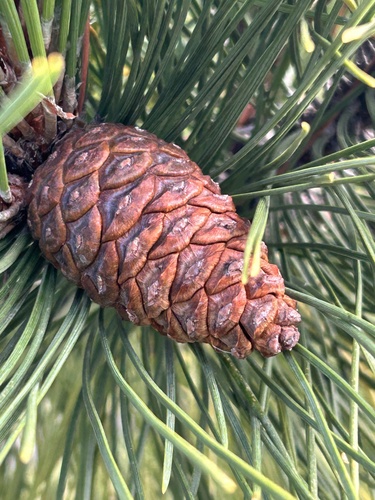 Jack pine