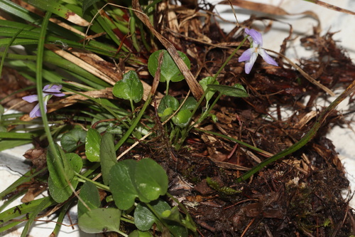 Viola labradorica, photograph 6
