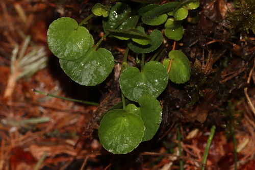 Viola labradorica, photograph 3