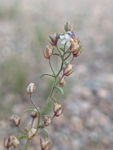dwarf snapdragon