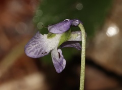 (c) Dustin Snider, some rights reserved (CC BY) Viola labradorica, photograph (c) Dustin Snider, some rights reserved (CC BY)