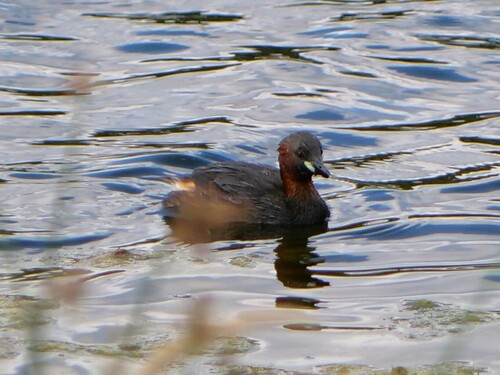 iNaturalist image