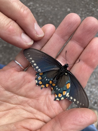 California Pipevine Swallowtail