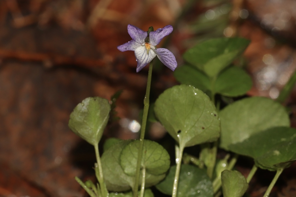 Viola labradorica; photograph (c) Dustin Snider, some rights reserved (CC BY)