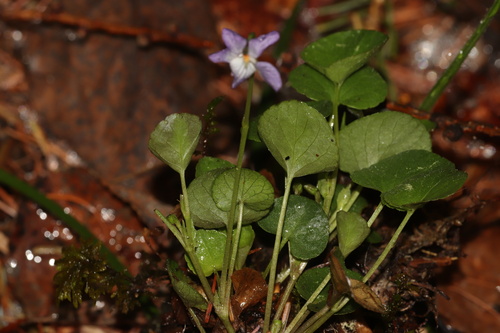 Viola labradorica, photograph 1