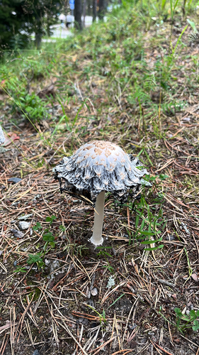 Shaggy Mane