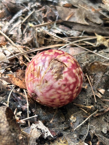 Acorn Plum Gall Wasp