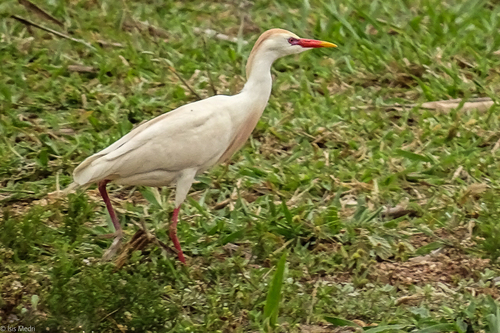 iNaturalist image