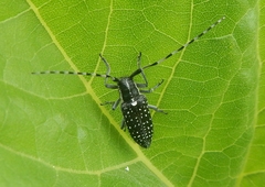 Agapanthia irrorata