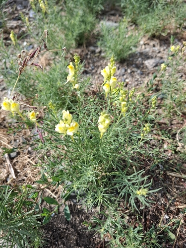 common toadflax