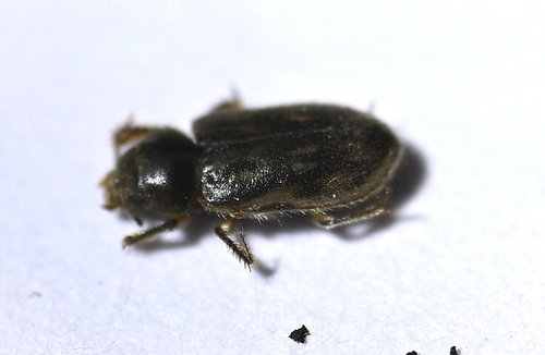 Heterocerus fenestratus