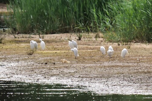 iNaturalist image