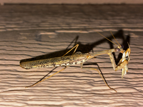 California Mantis
