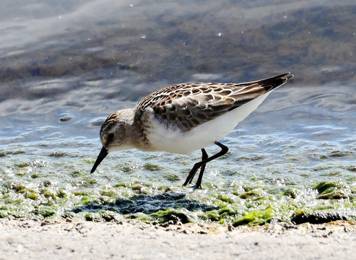 iNaturalist image