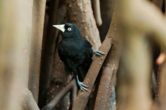 Amblycercus holosericeus